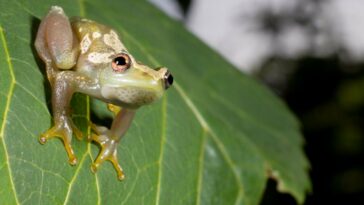 grenouille roseau à gorge épineuse d'Ukaguru