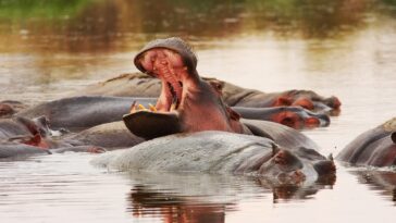 hippopotames outils en pierre