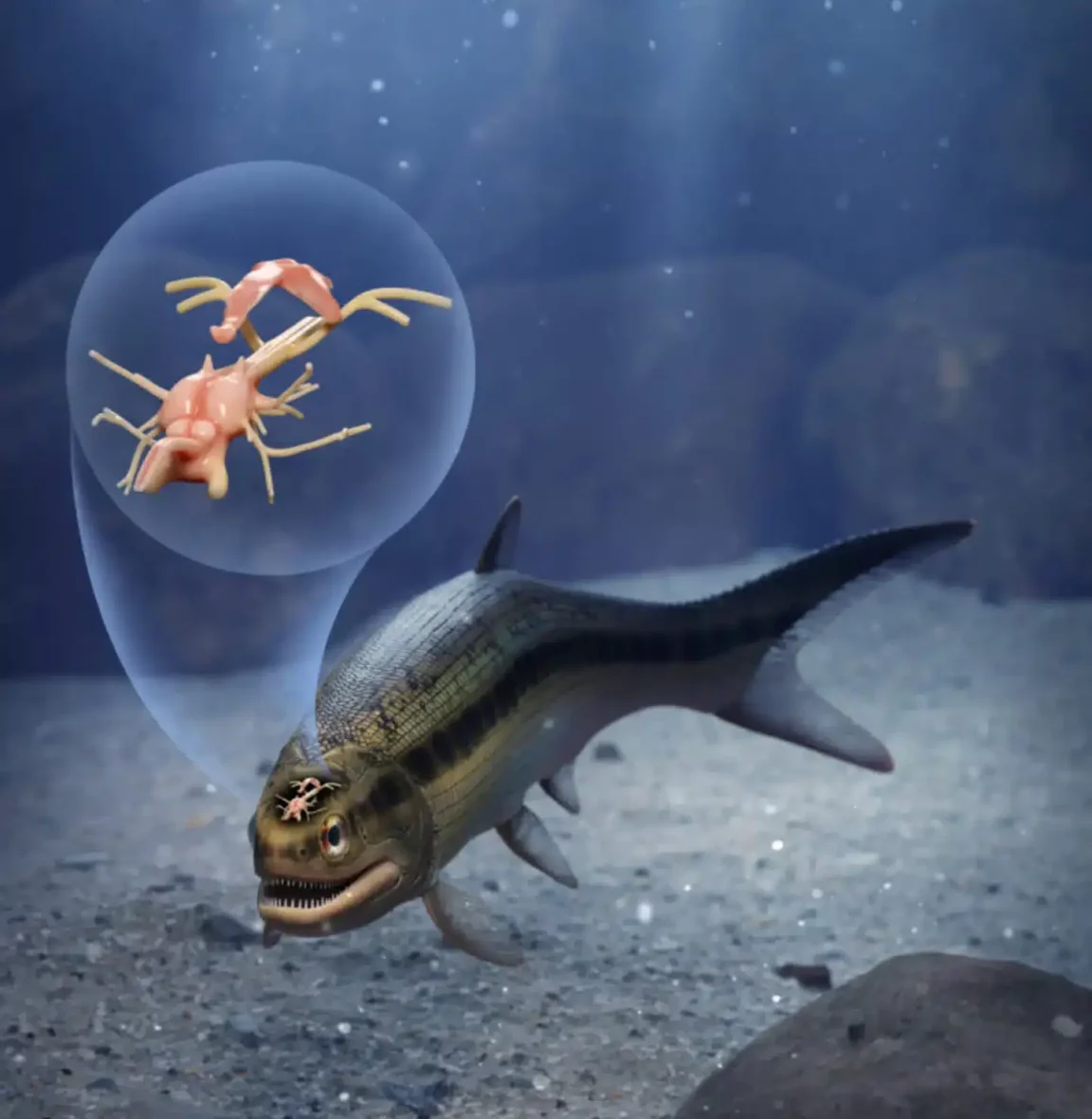 Coccocephalus wildi cerveau