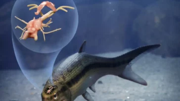 Coccocephalus wildi cerveau