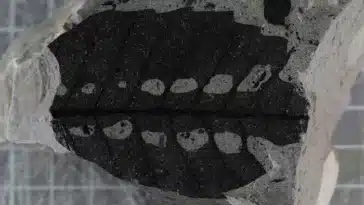 plantes feuilles insectes