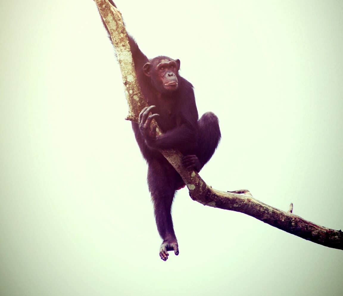 grands singes tournis