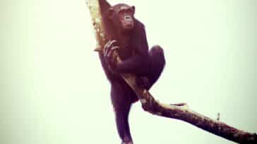 grands singes tournis