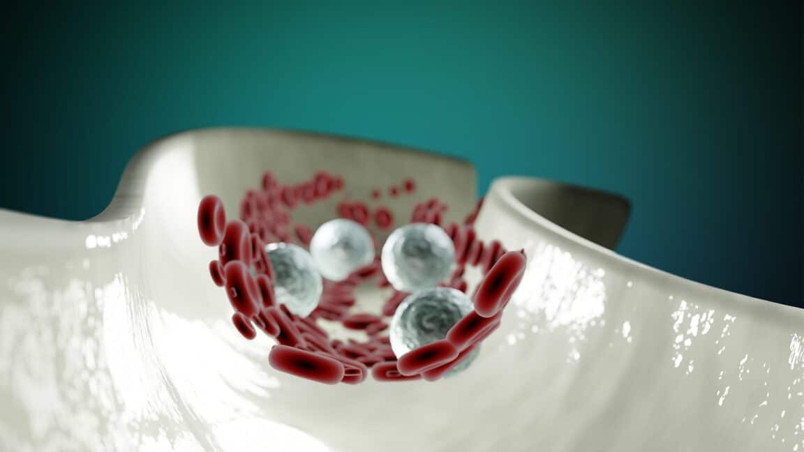 système cardiovasculaire