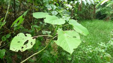 Dendrocnide moroides ou Gympie Gympie