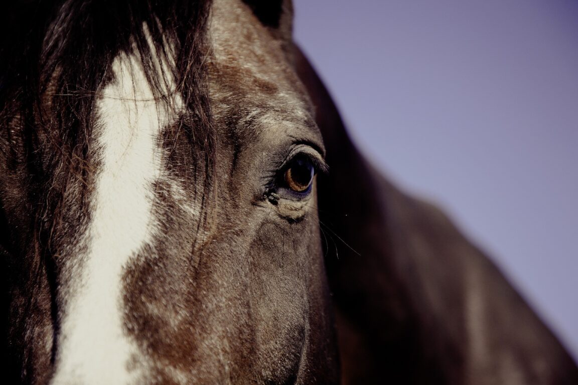 cheval yeux tête portrait animal miroir