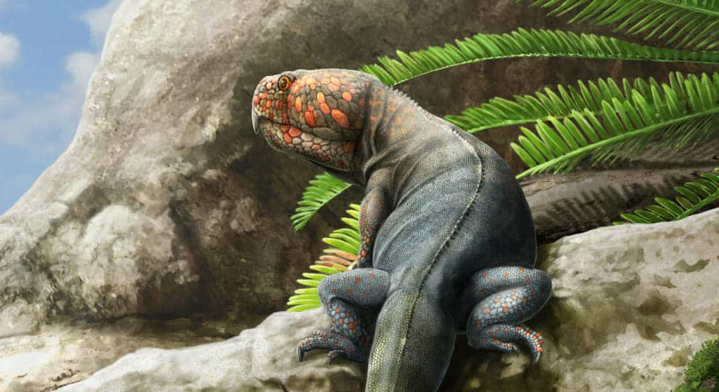 Beesiiwo cooowuse rhynchosaure