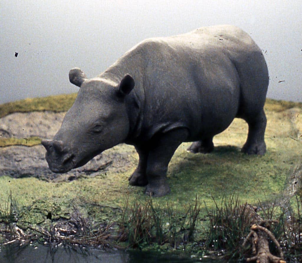 blue-lake-rhino cave rhinocéros