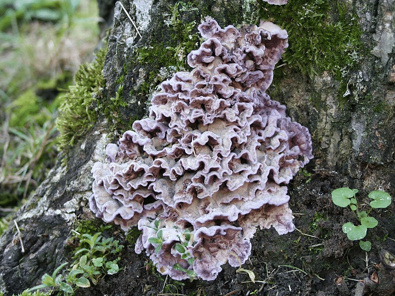 champignon maladie plomb