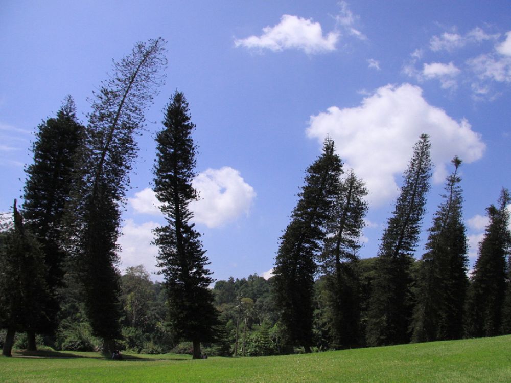 Araucaria columnaris pin cook équateur