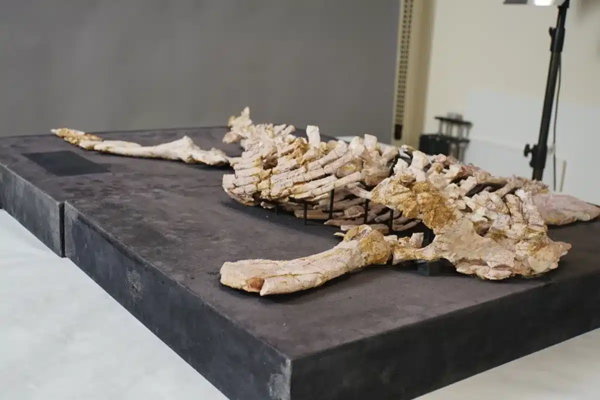 Eric le plésiosaure 