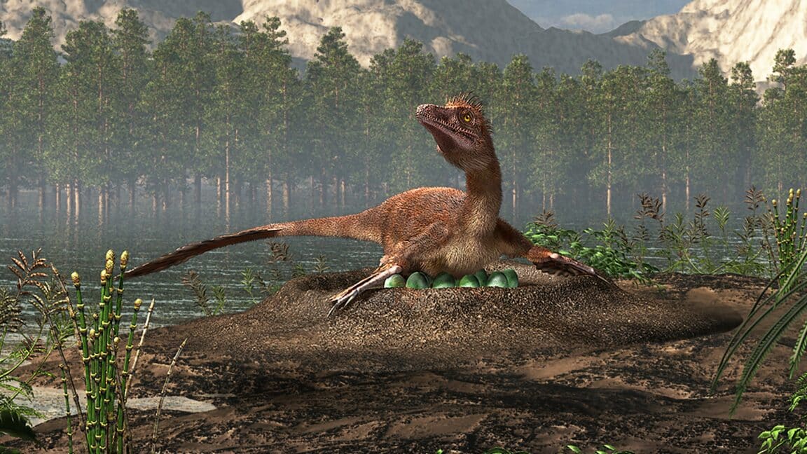 Troodon dinosaures oeufs nids communs