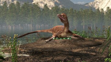 Troodon dinosaures oeufs nids communs