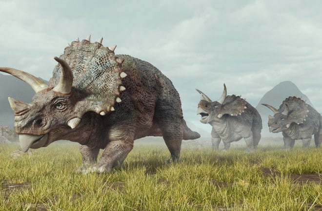 triceratops Horridus