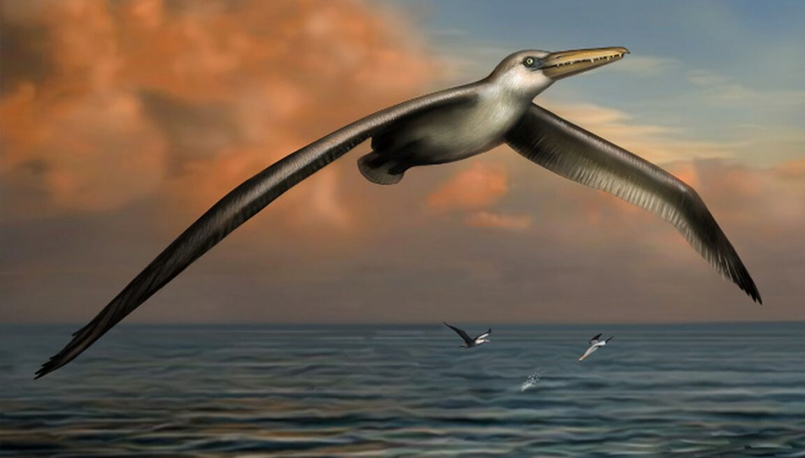 Pelagornis le plus grand oiseau volant de tous les temps