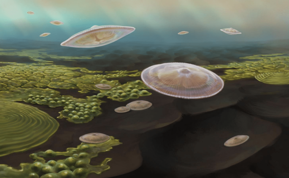 protistes eucaryotes planctoniques macroscopiques