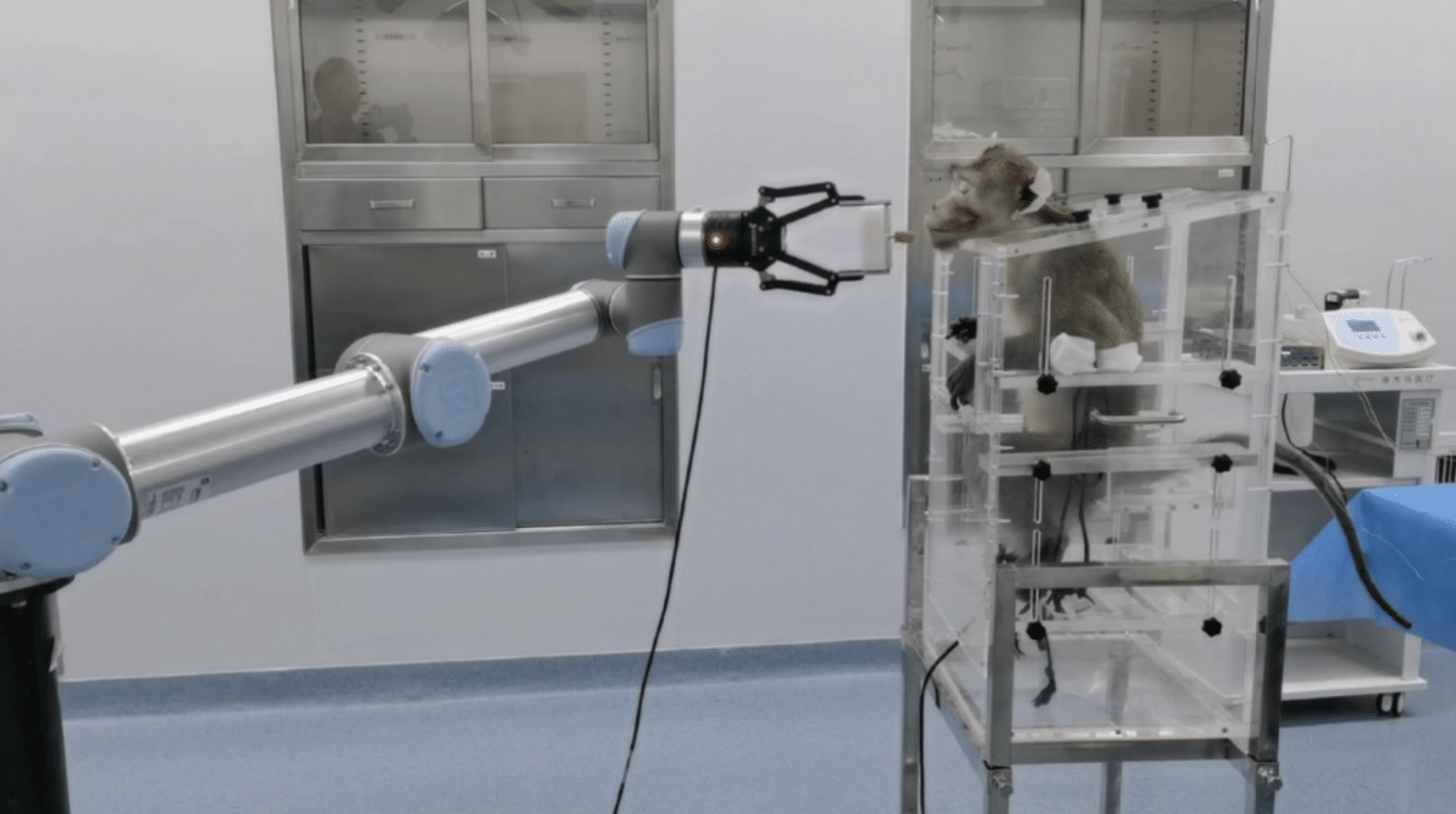 interface cerveau-ordinateur macaque