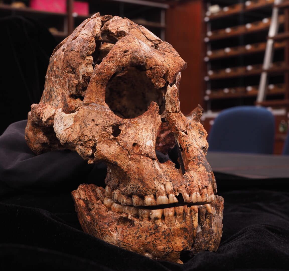 Paranthropus robustus