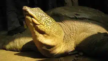 Tortue à carapace molle du Fleuve Bleu ou de Swinhoe