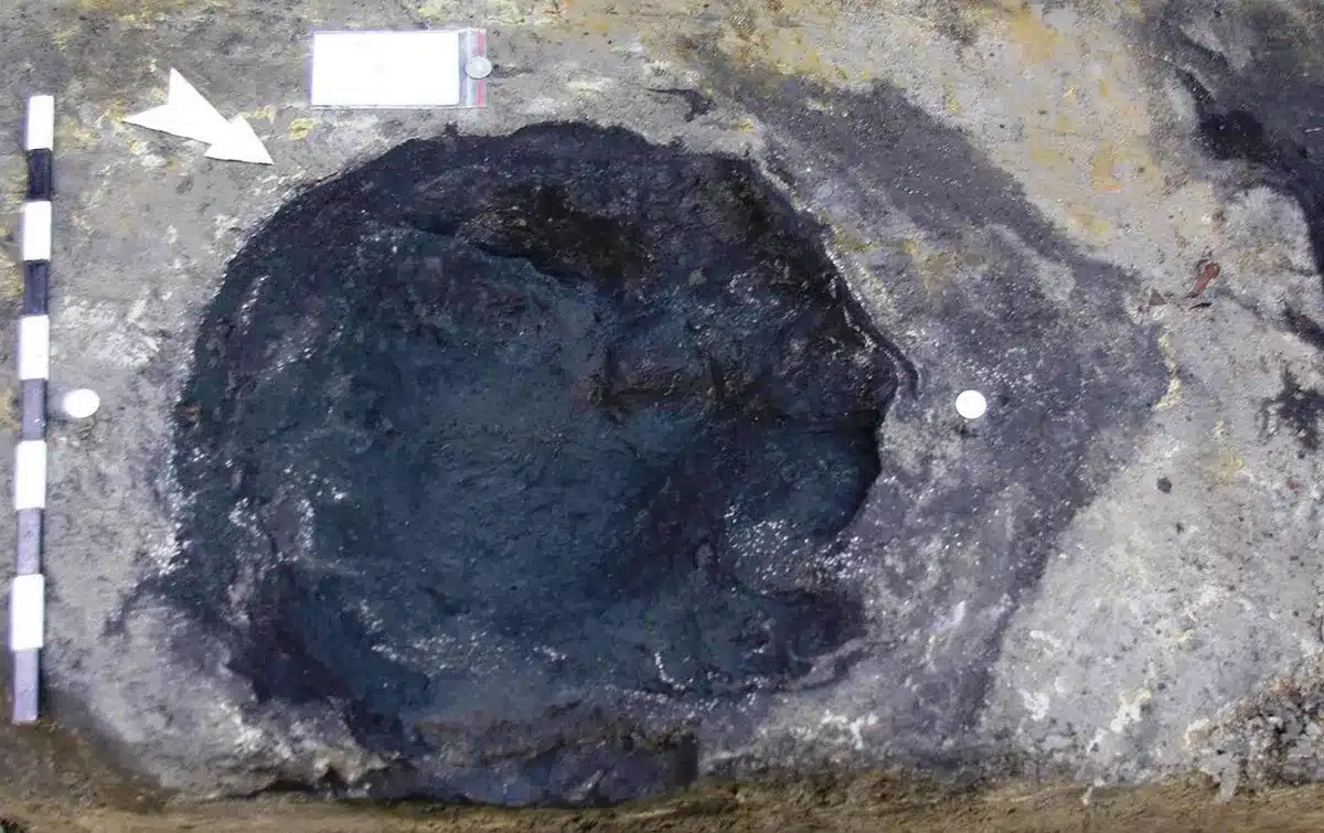 heidelbergensis empreintes éléphants