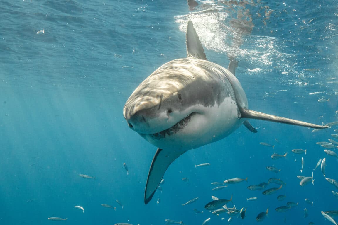 requin blanc