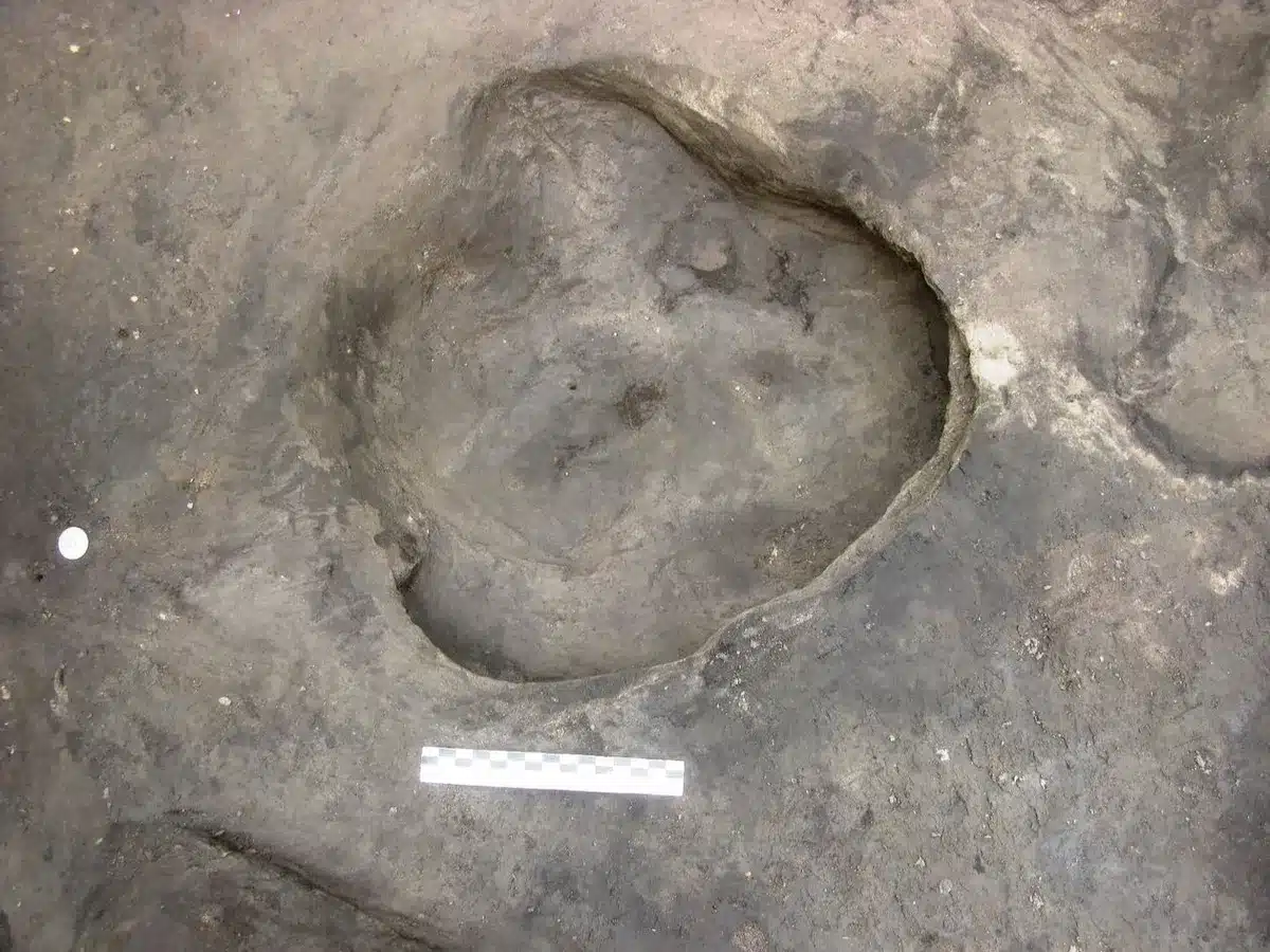 heidelbergensis empreintes éléphants