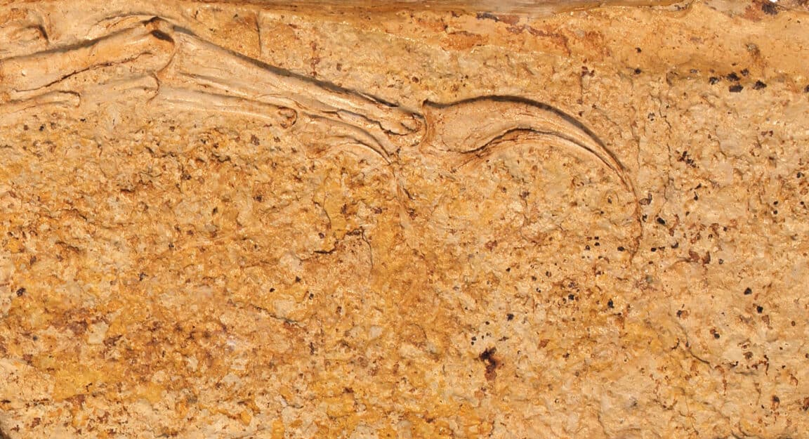 main patte dinosaure th&eacute;ropode Mongolie