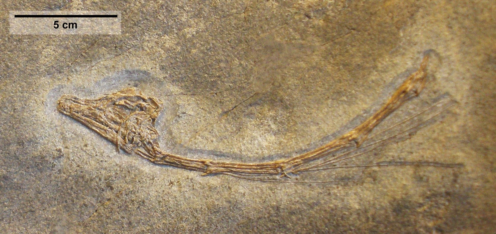 Tanystropheus longobardicus reptile