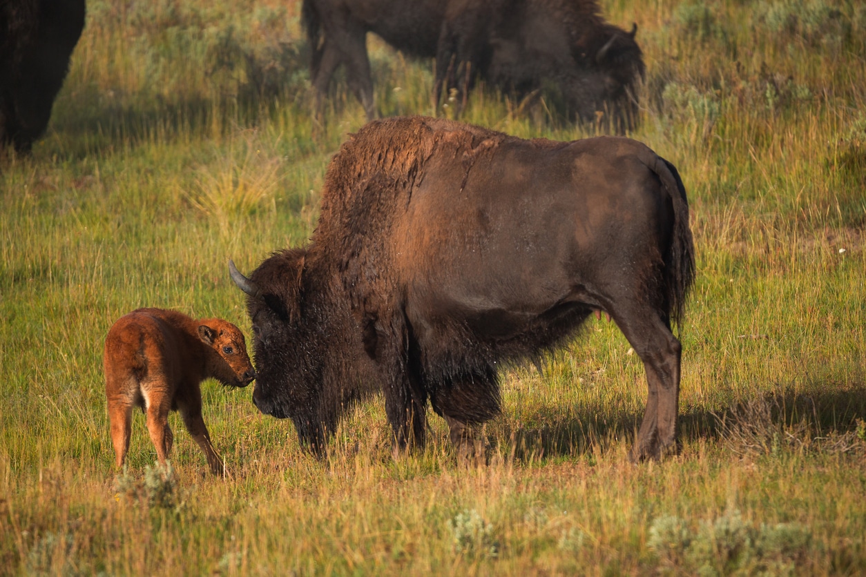 bébé bison veau troupeau animaux sauvages parc naturel