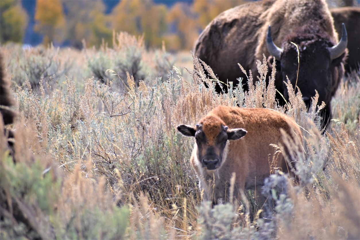 bébé bison mort veau animaux sauvages