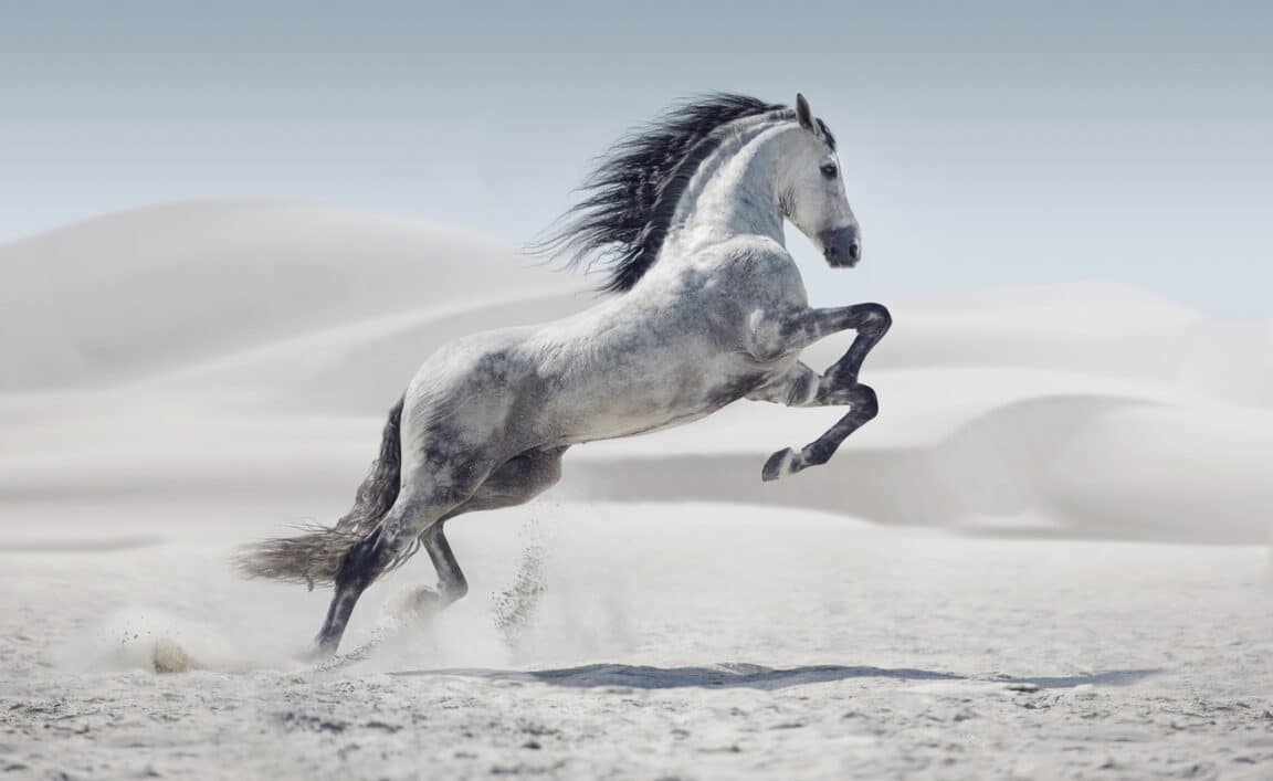 cheval sauvage indomptable gris blanc animal nature sable