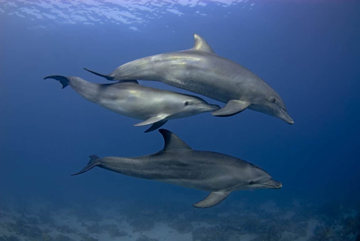 dauphins groupe mer nager