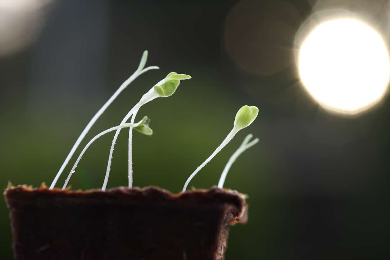 photosynthèse lumière photon