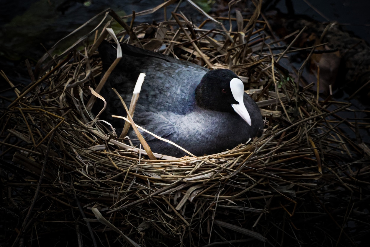 crocodile parthénogenèse facultative