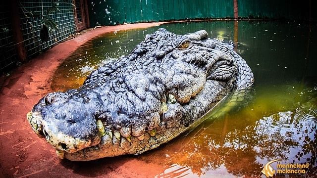 crocodile Cassius