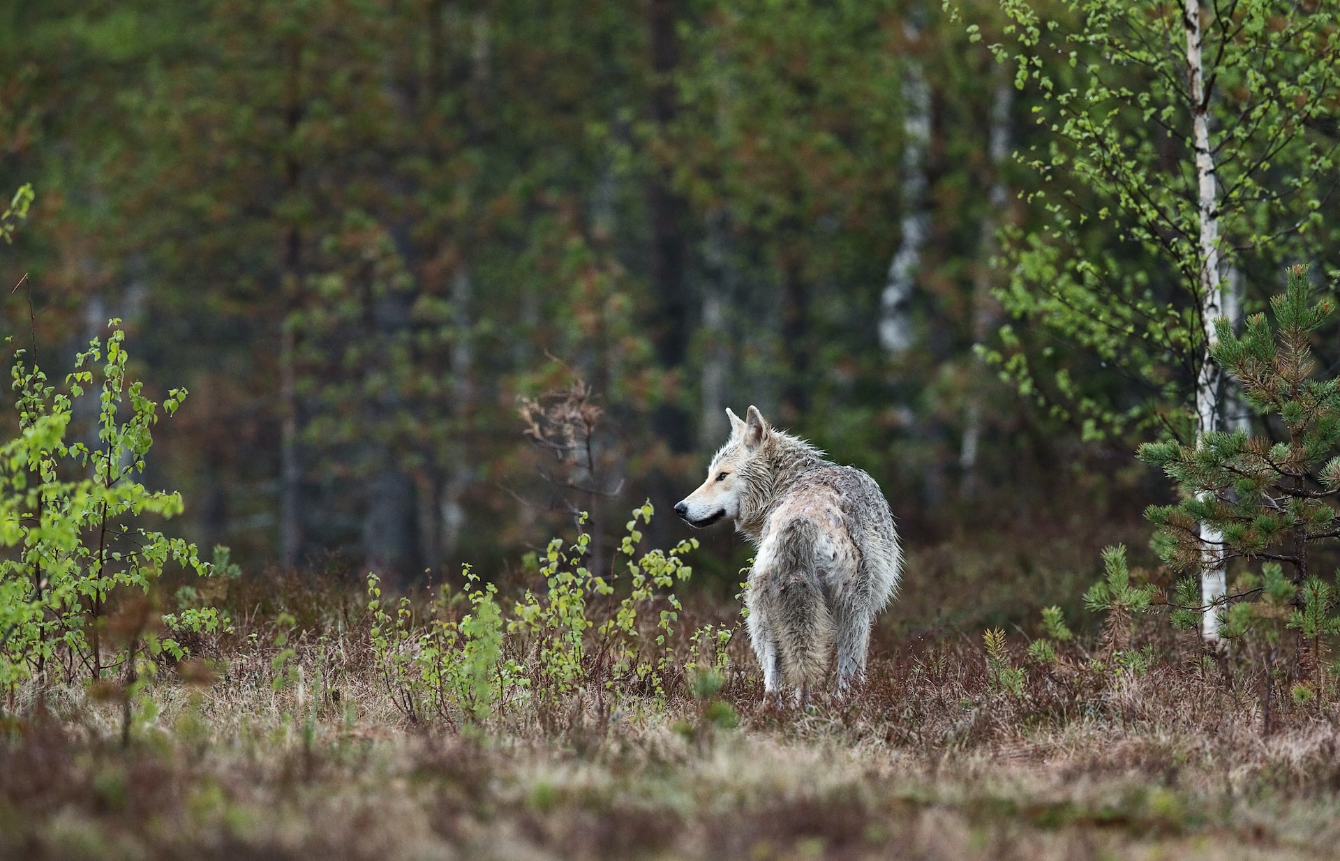 loup blanc manger herbe forêt animal sauvage