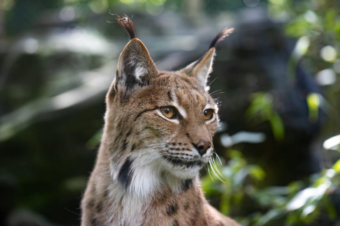 lynx boréal eurasien animal sauvage félin portrait