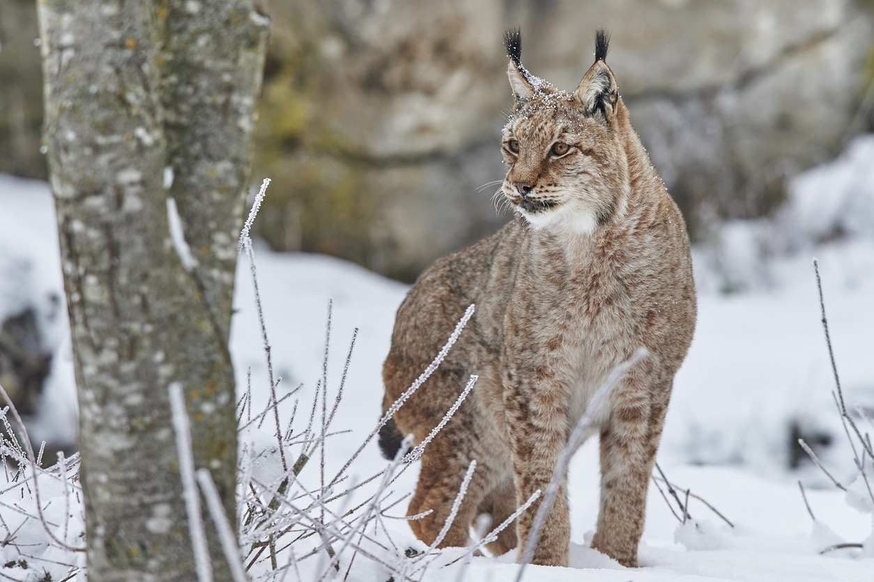 lynx neige montagne félin animal sauvage