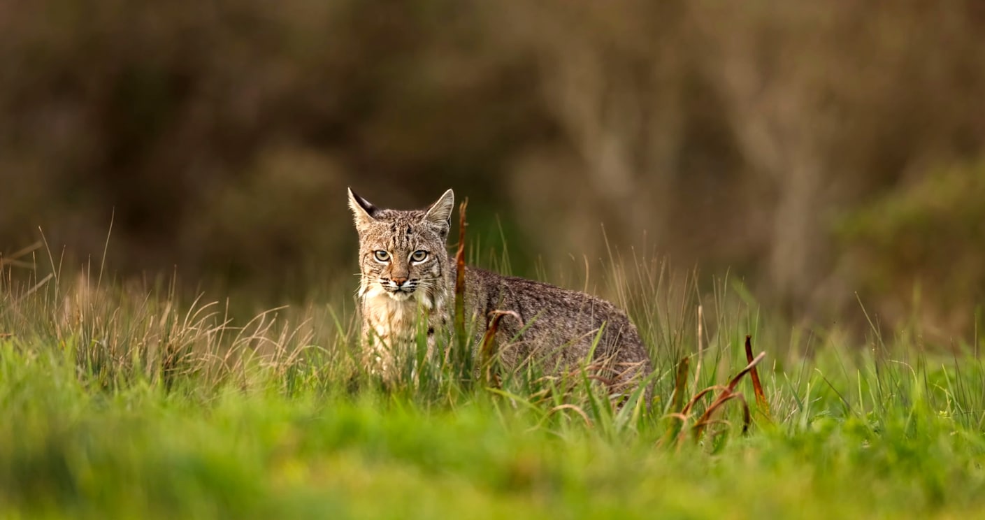 lynx roux félin animal sauvage nature Haute-Marne