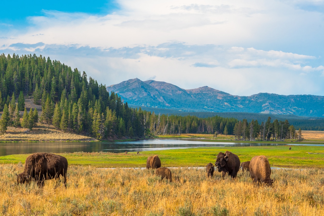 Yellowstone Parc national bisons troupeau