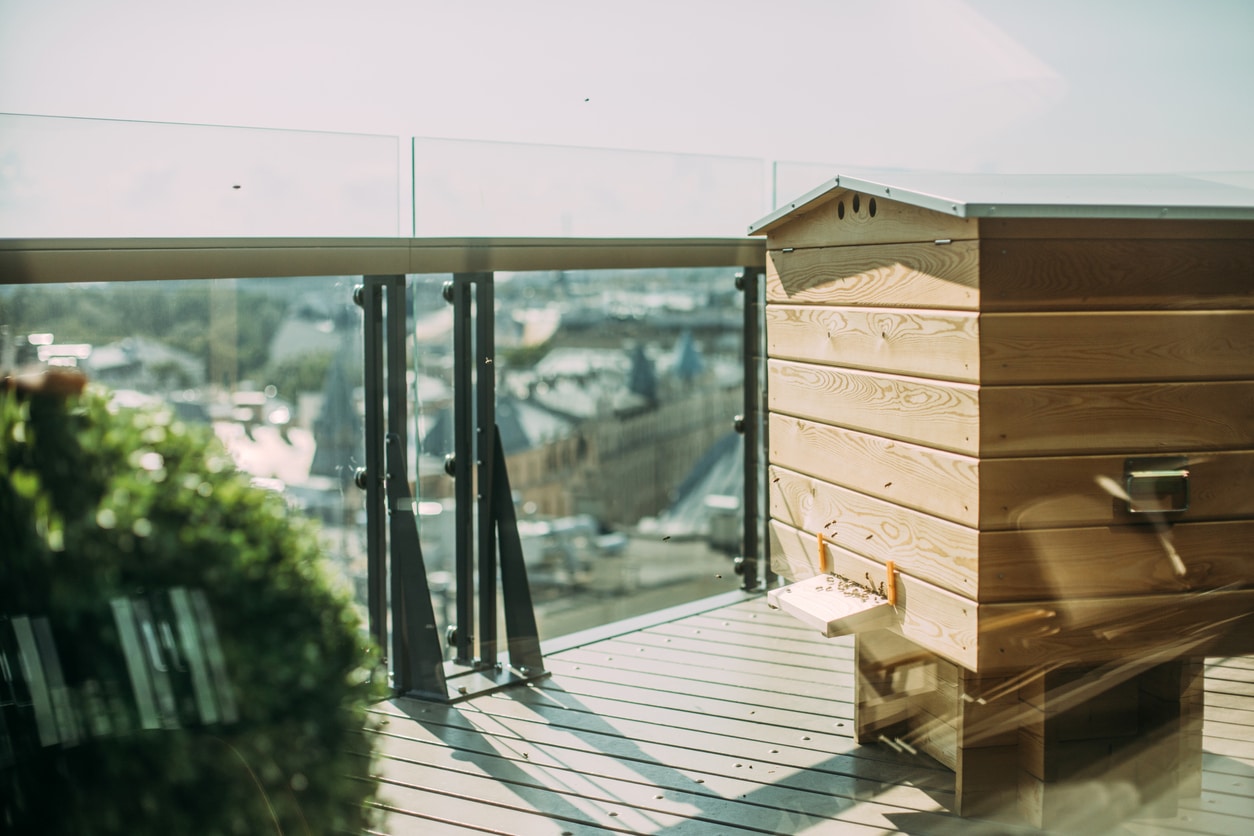 ruche toit ville balcon abeilles domestiques