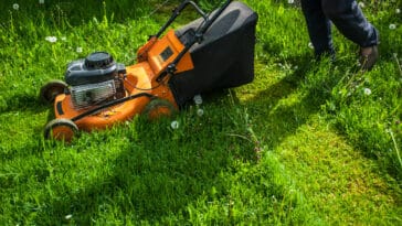 tondre la pelouse gazon herbe jardin tondeuse