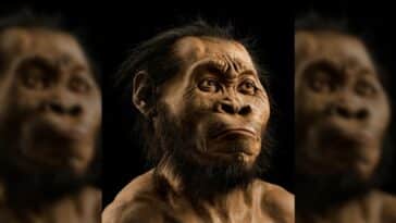 Homo naledi