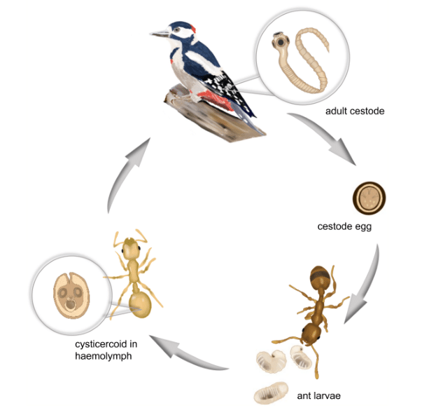ver solitaire reproduction