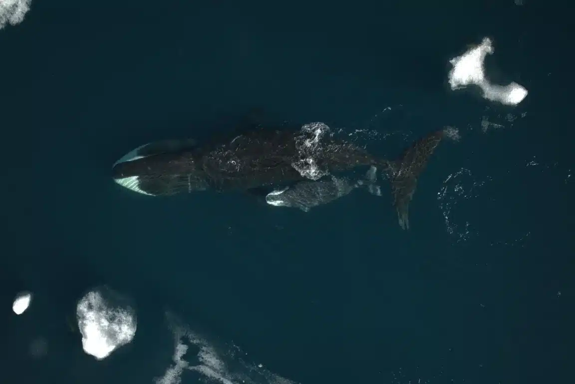 gestation baleines boréales