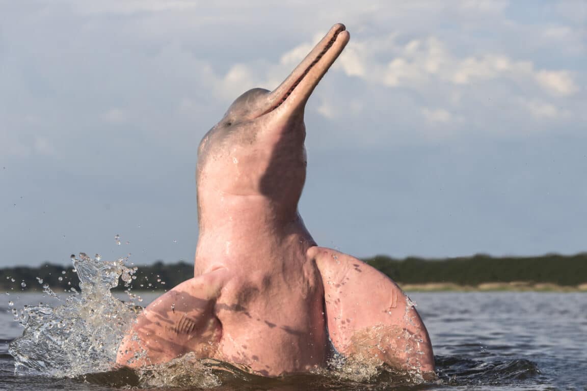 boto dauphin rose Amazonie rivière
