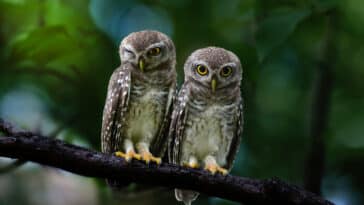 couple oiseaux rapaces chouettes hiboux branche arbre