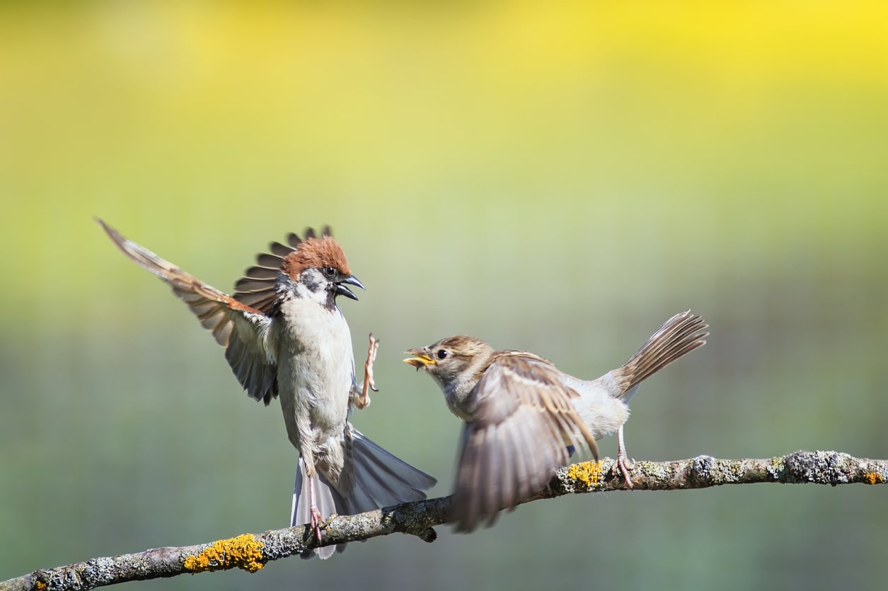couple oiseaux dispute attaque branche arbre divorcer