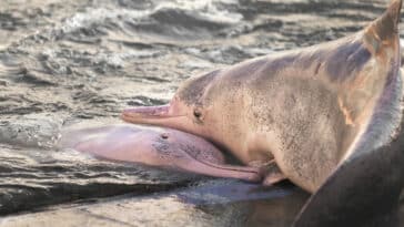 couple dauphins roses botos