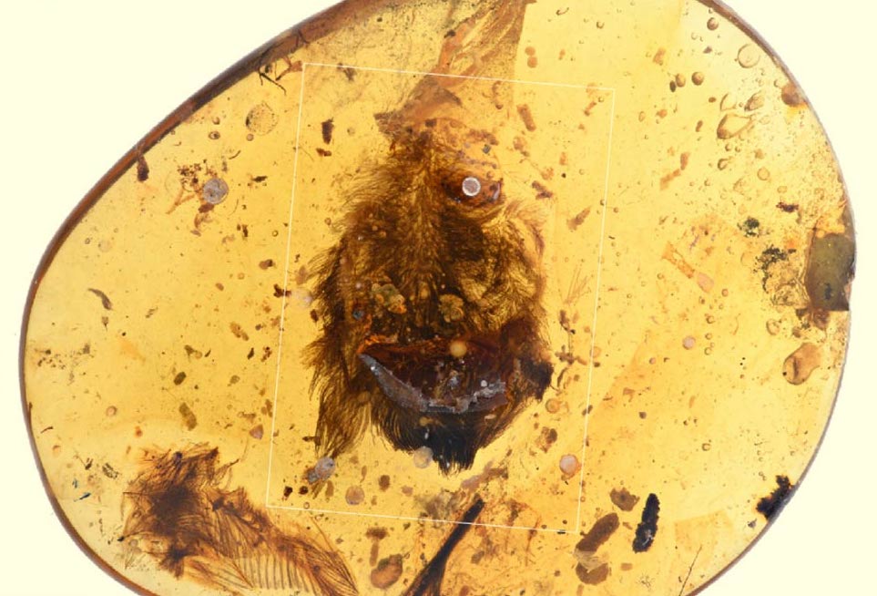 ambre oiseau oisillon plumes